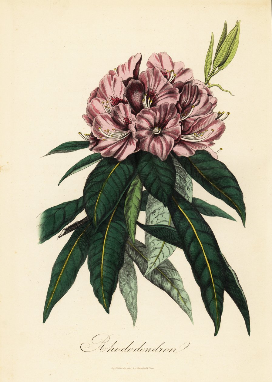 Rhododendron, Rhododendron javanicum 作： フランス語学校