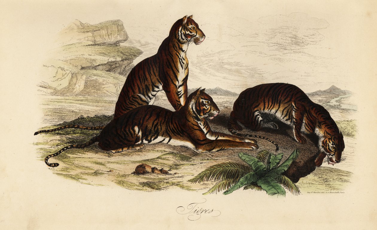 タイガー（Panthera tigris 作： フランス語学校