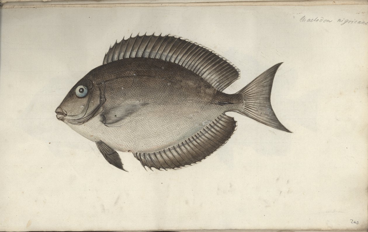 Chaetodon nigricans、1787年以前 作： フリードリヒ・アウグスト・クルーガー