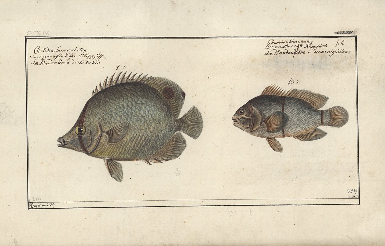Chaetodon ocellatus、1790年以前 作： フリードリヒ・アウグスト・クルーガー