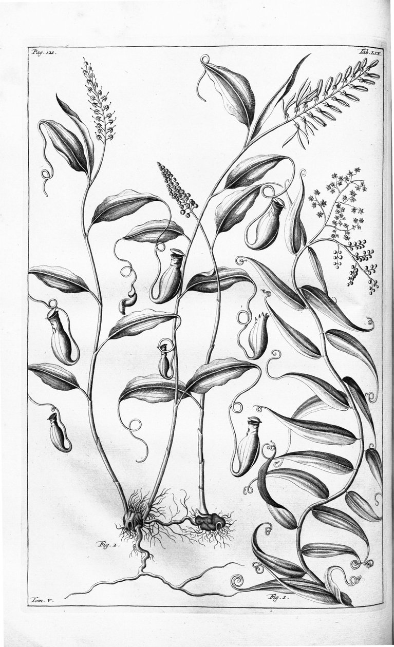 HerbariumamboinenseからのCanthariferaおよびFlagellariaindica、 作： GEルンフィウス