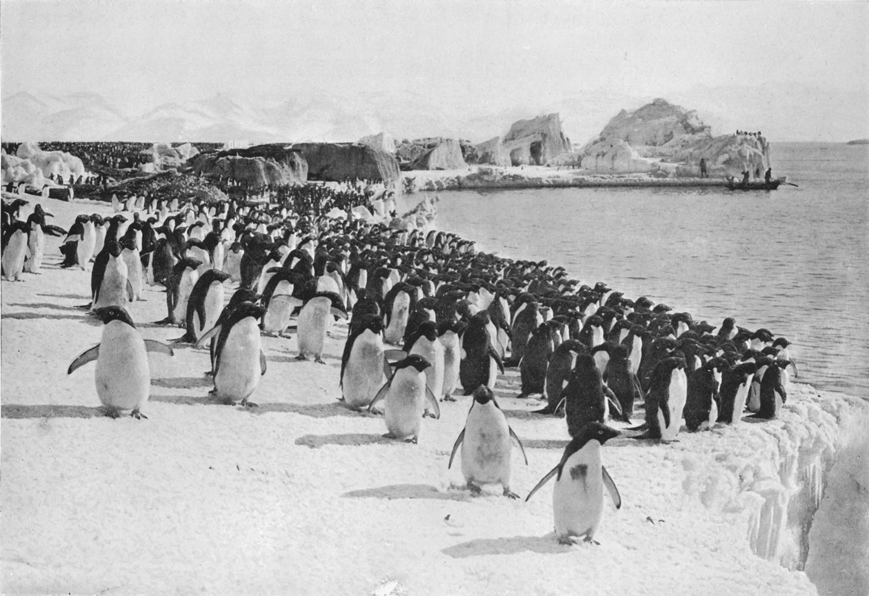 ペンギンプロムナード、c1911、1913。 作： G.マレー・レヴィック