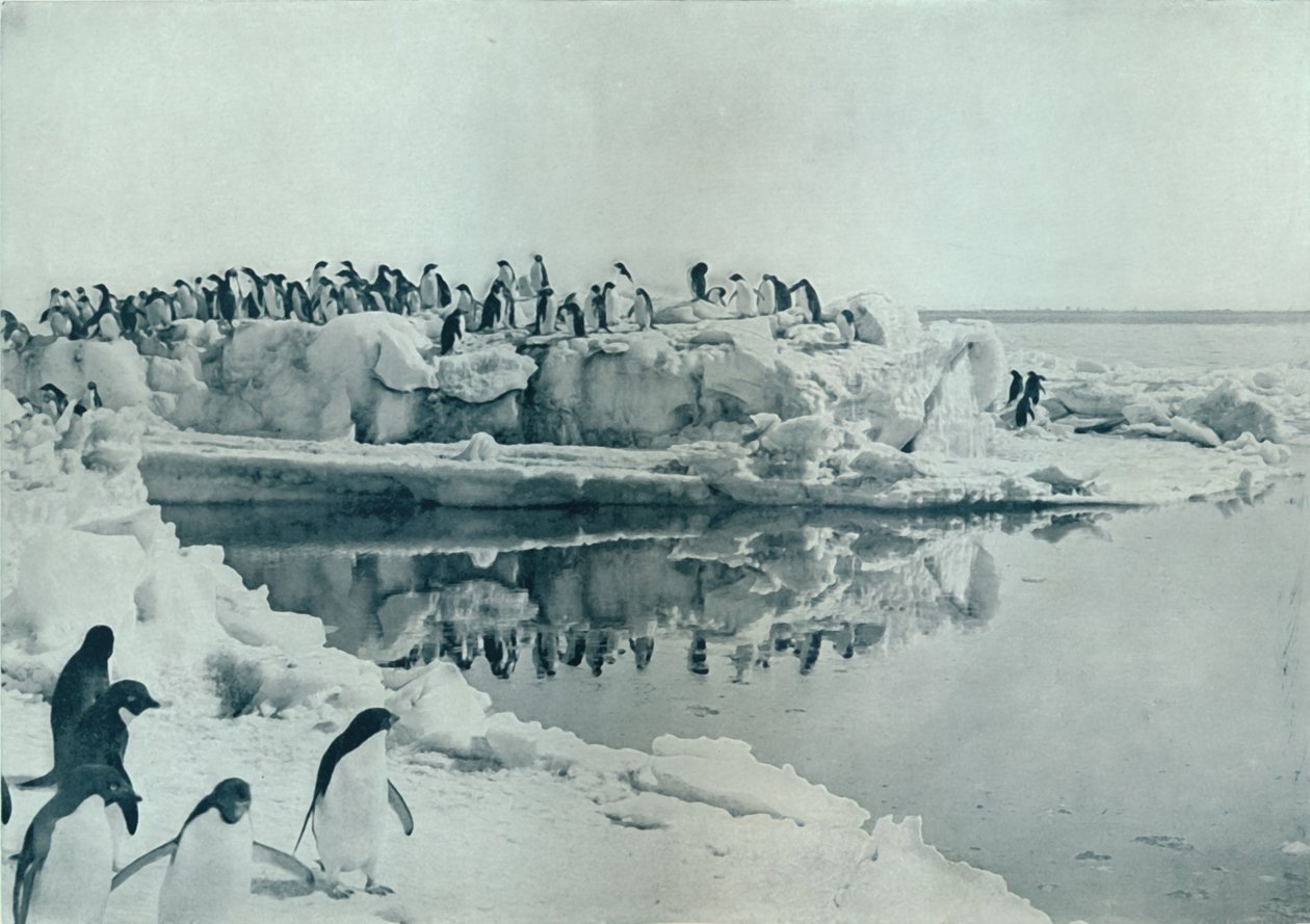 氷の足のペンギン、c1911、1913 作： G.マレー・レヴィック