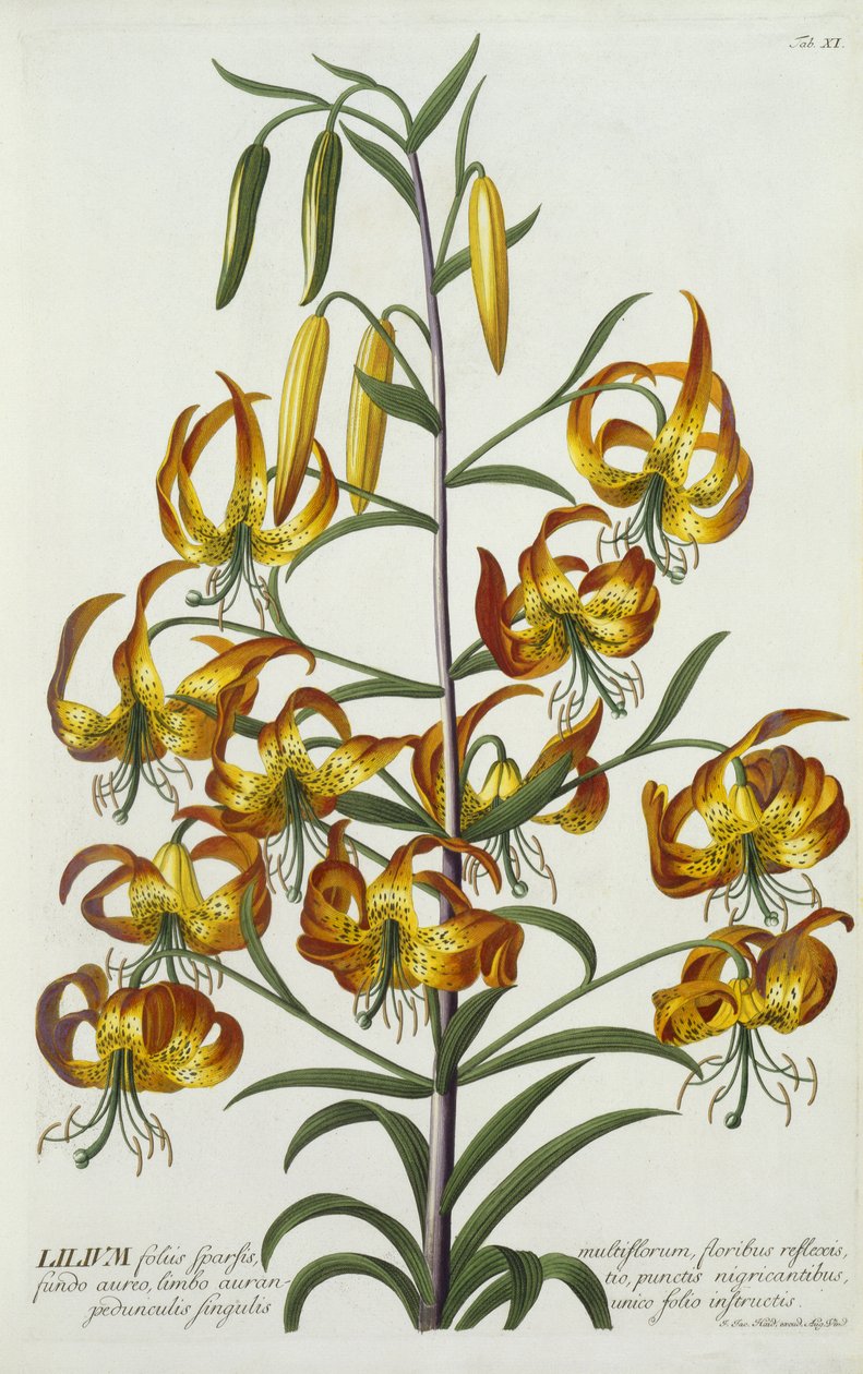 American Turkscap Lily、c.1740（手彩色の彫刻） 作： ゲオルグ・ディオニシウス・エーレット