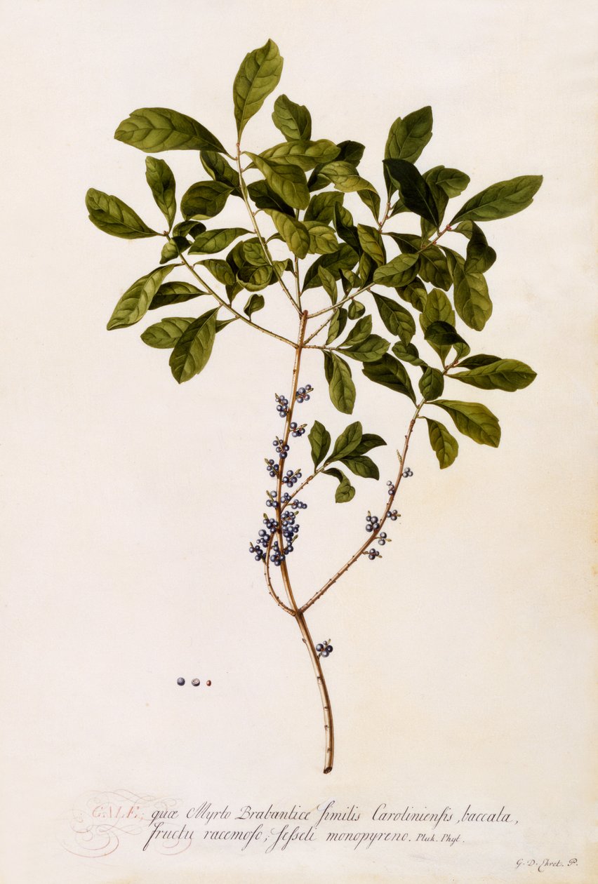 ヤマモモまたはマートル、1746年頃（手描きの彫刻） 作： ゲオルグ・ディオニシウス・エーレット