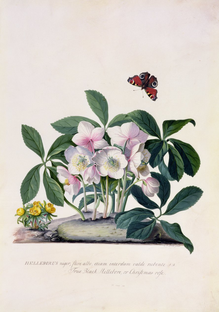 クリスマスローズ（Helleborus niger）と冬のトリカブト（Eranthis hyemalis）（ベラムのガッシュ） 作： ゲオルグ・ディオニシウス・エーレット
