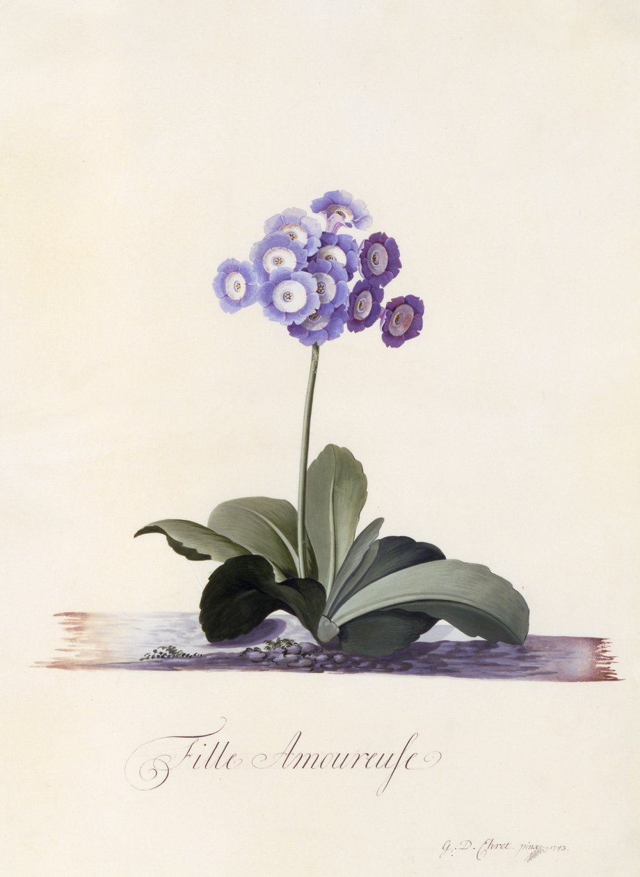 Garden Auricula、Girl in Love、c.1743（手描きの彫刻） 作： ゲオルグ・ディオニシウス・エーレット