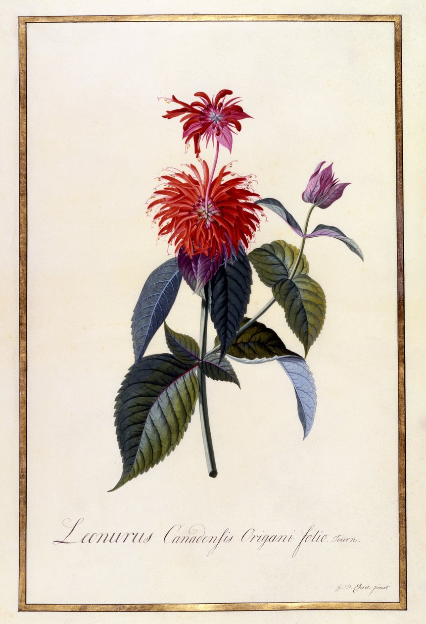 オズウィーゴティープラント、1740年頃（手描きの彫刻） 作： ゲオルグ・ディオニシウス・エーレット
