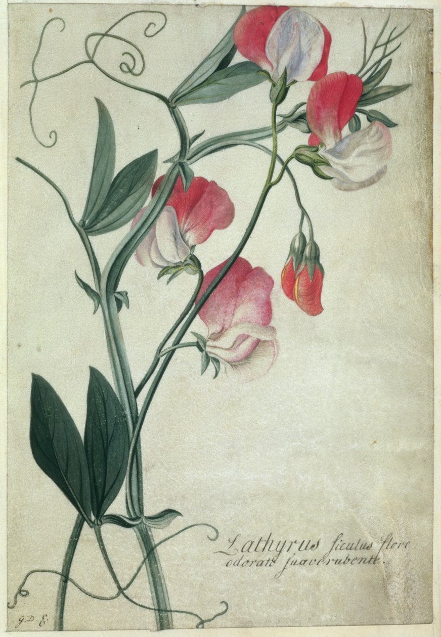PD.113-1973.f1 Lathyrus Sicilian flowers、c.1760-70（ベラムにトイレ） 作： ゲオルグ・ディオニシウス・エーレット
