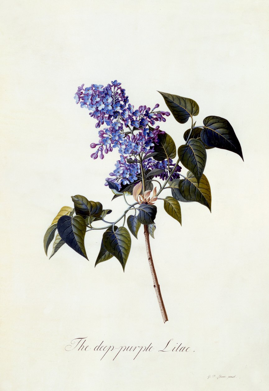 深い紫のライラック、1743年頃（手塗りの彫刻） 作： ゲオルグ・ディオニシウス・エーレット
