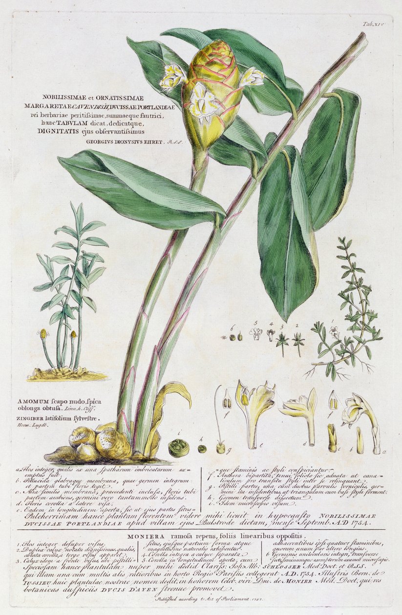 Zingiber latifolium and Amomum、1754 作： ゲオルグ・ディオニシウス・エーレット