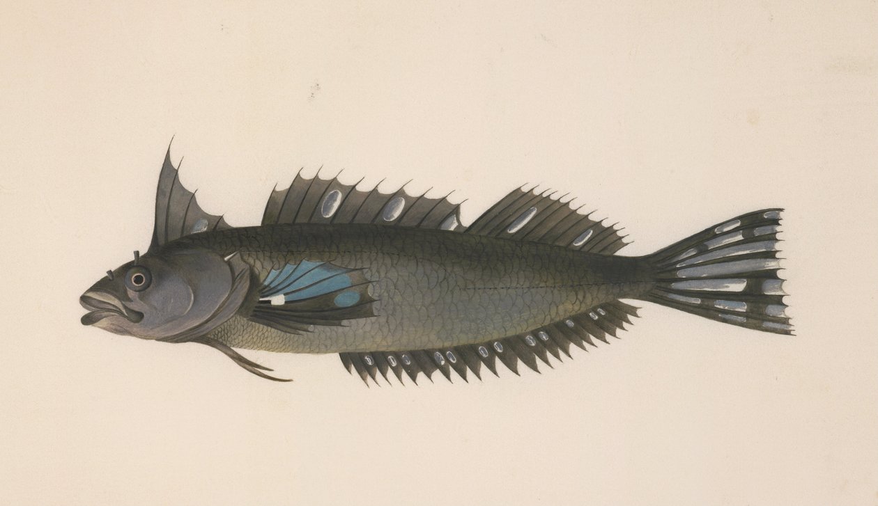 ニュージーランドの魚 作： ヨハン・ゲオルグ・アダム・フォースター
