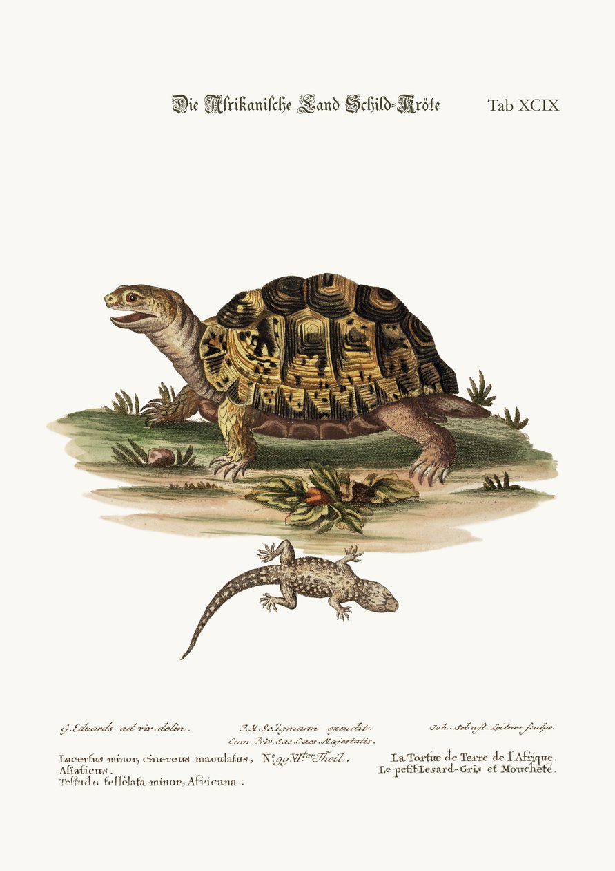 アフリカの陸亀。小さな斑点のある灰色のトカゲ、1749-73 作： ジョージ・エドワーズ