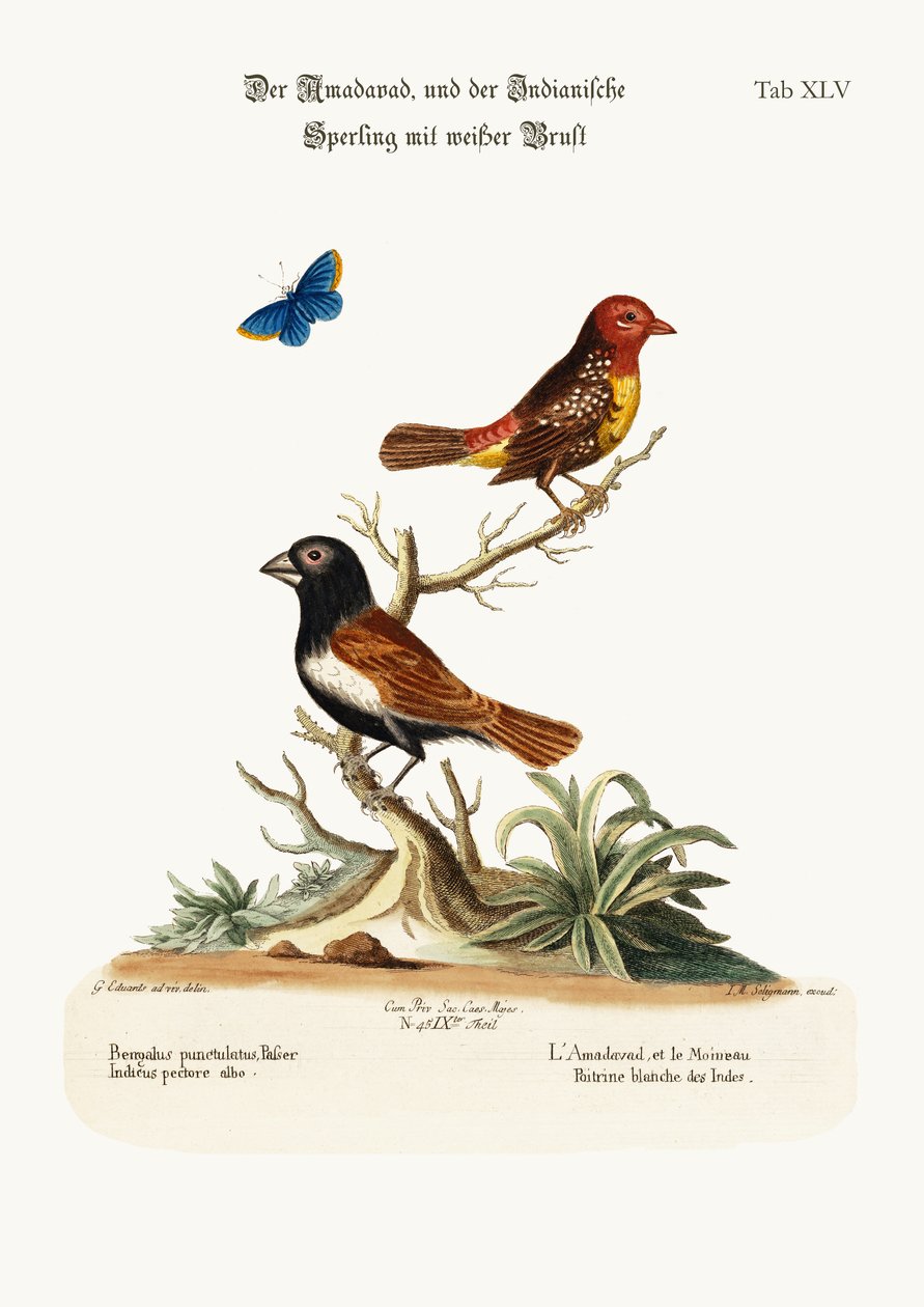 アマダバードと白胸のスズメ、1749-73 作： ジョージ・エドワーズ