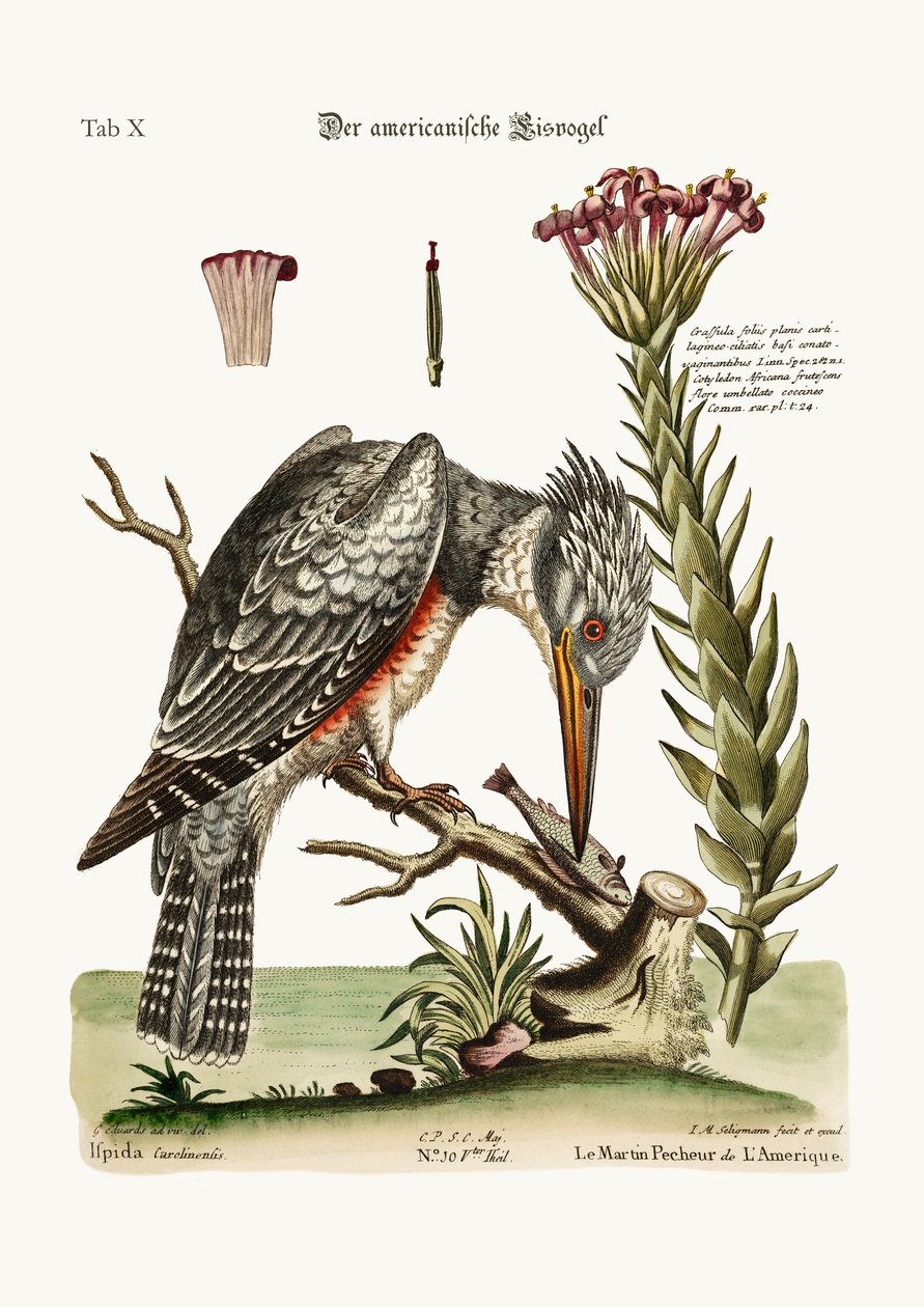 アメリカのカワセミ、1749-73 作： ジョージ・エドワーズ