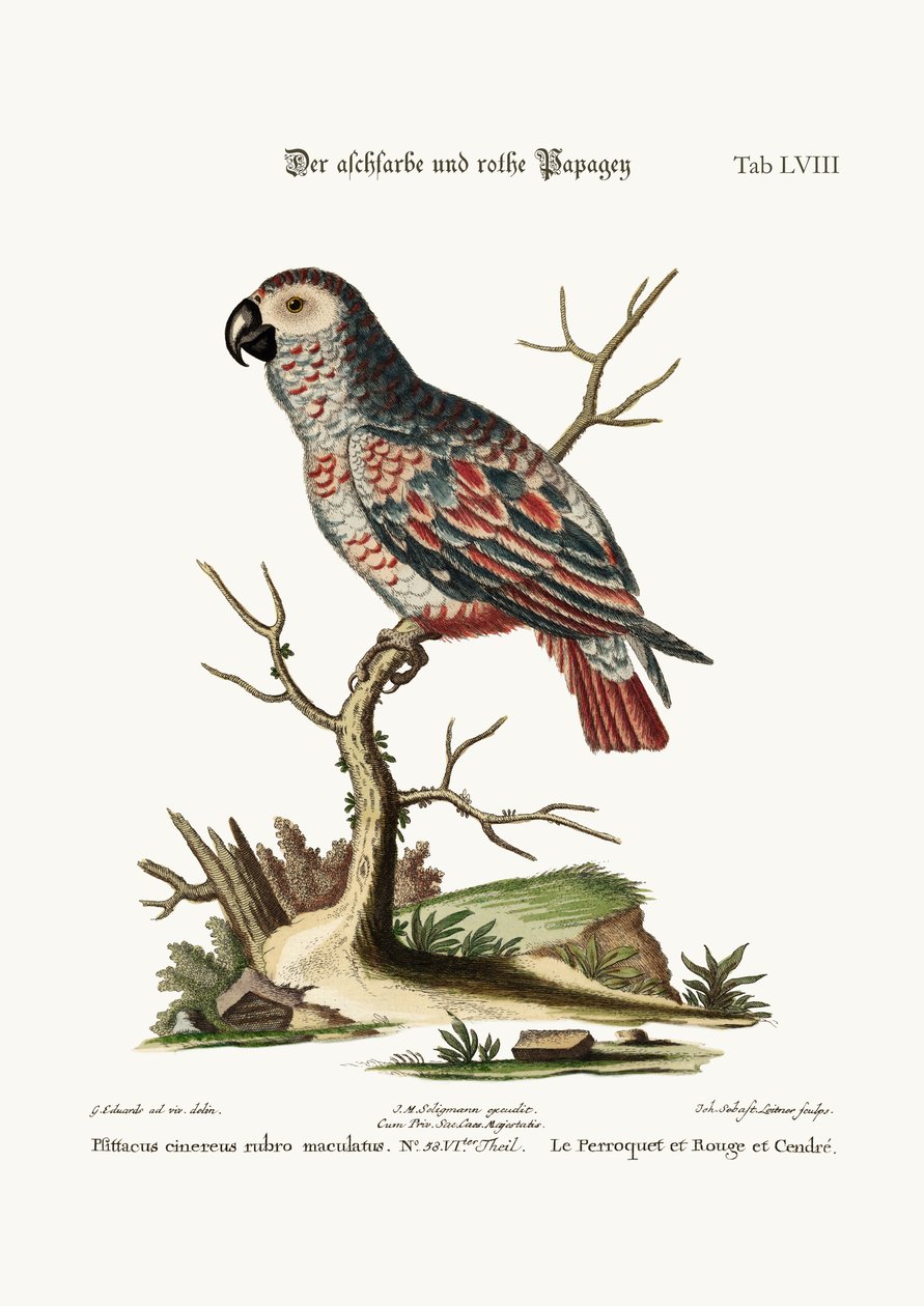 灰色の赤いオウム、1749-73 作： ジョージ・エドワーズ
