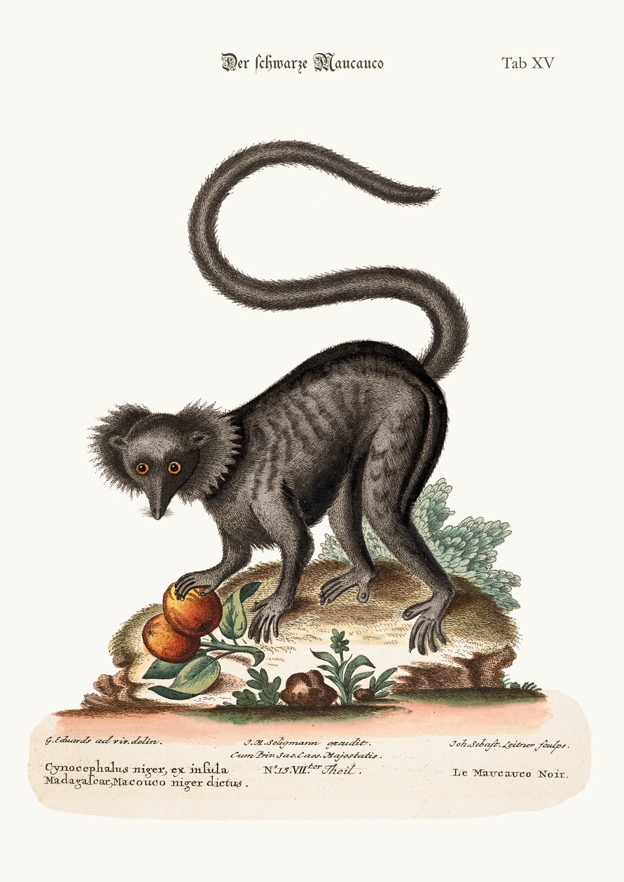 ブラック・マウカウコ、1749-73 作： ジョージ・エドワーズ