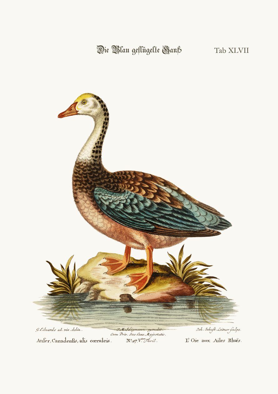 青い翼のガチョウ、1749-73 作： ジョージ・エドワーズ