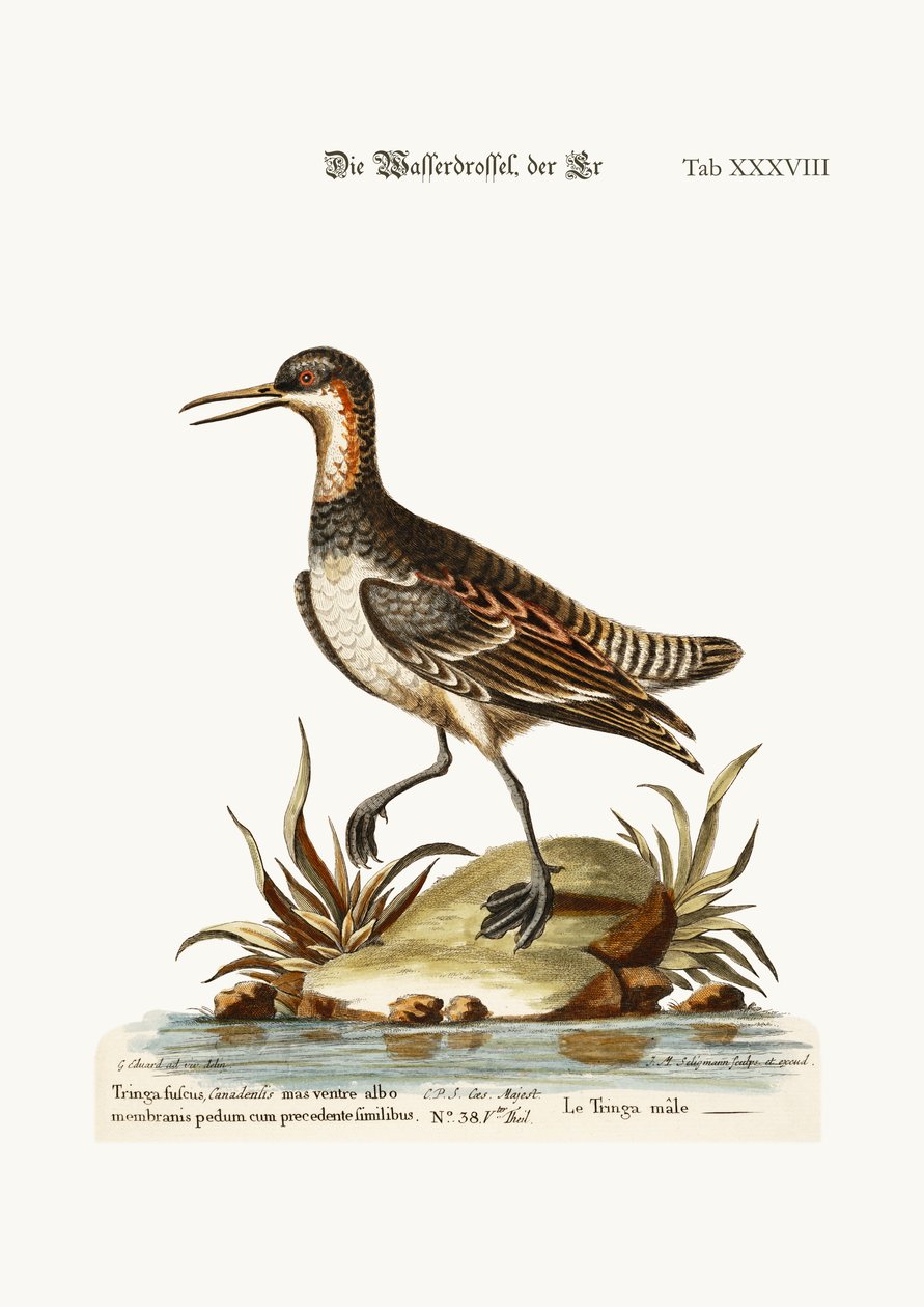 The Cock Coot-footed Tringa、1749-73 作： ジョージ・エドワーズ
