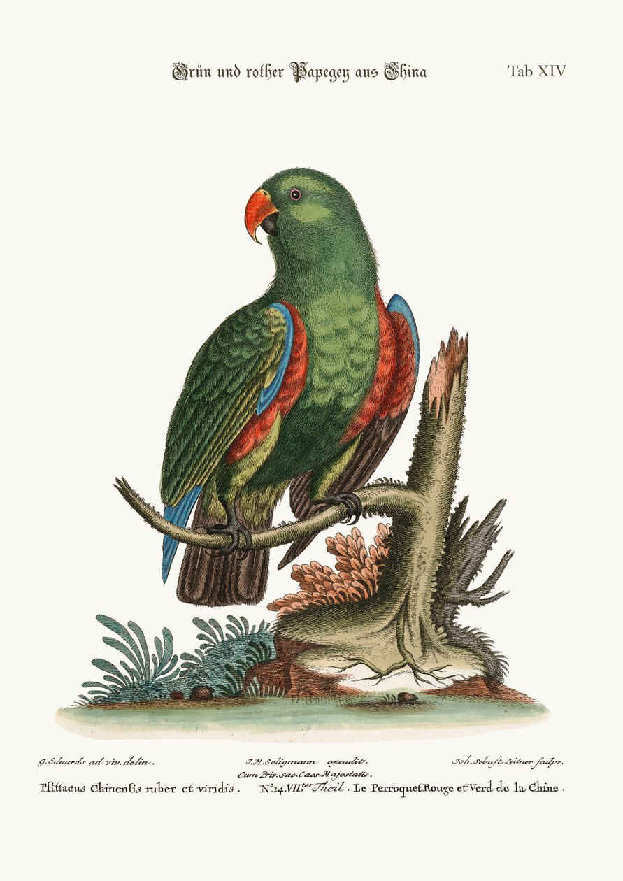 中国の緑と赤のオウム、1749-73 作： ジョージ・エドワーズ