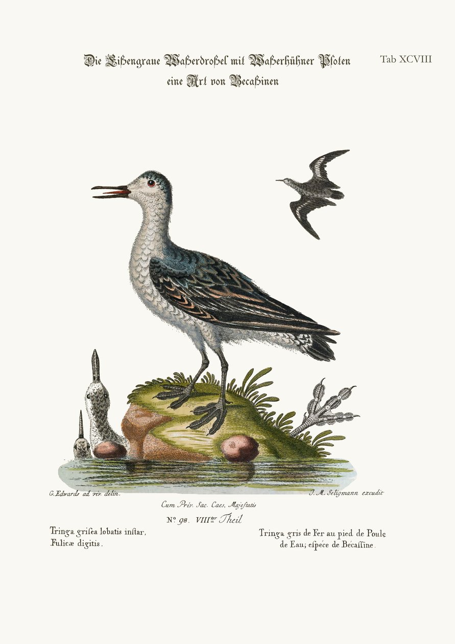 灰色のフグ足のトリンガ、1749-73 作： ジョージ・エドワーズ