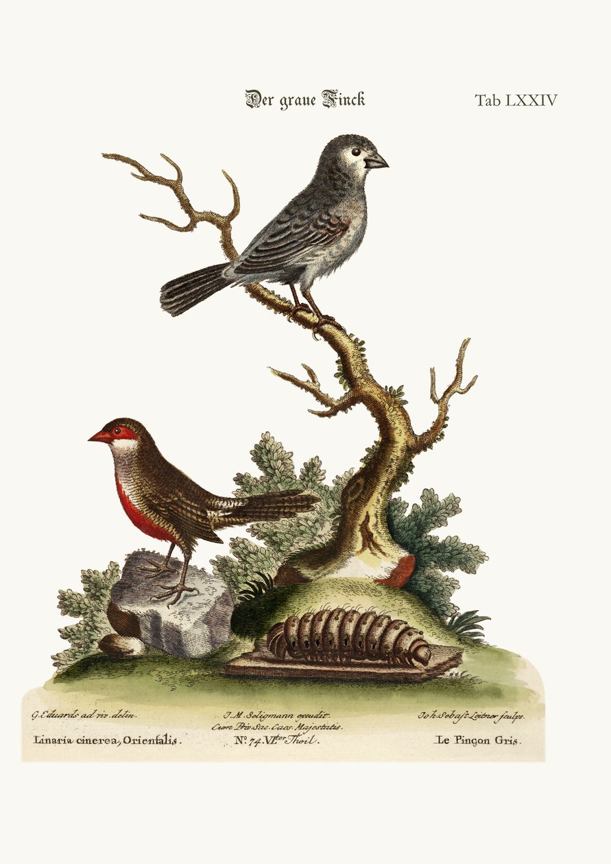 灰色のフィンチ。ワックスビル、1749-73 作： ジョージ・エドワーズ