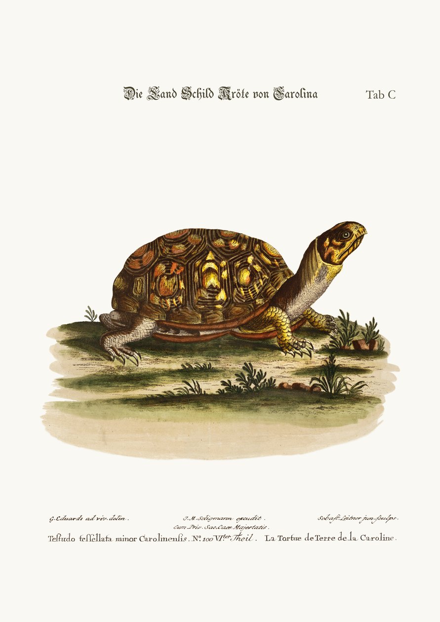 カロライナの陸亀、1749-73 作： ジョージ・エドワーズ