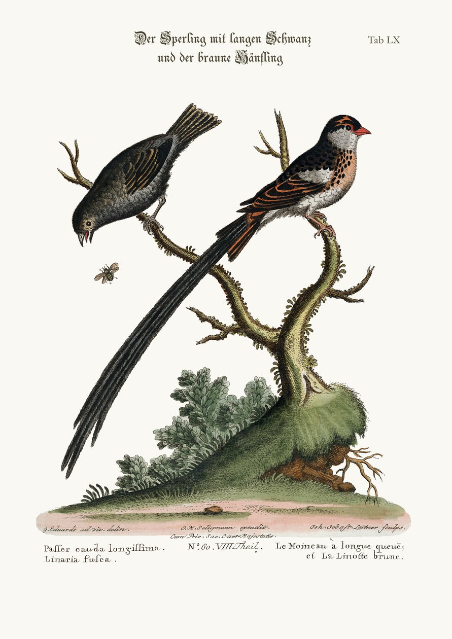 長い尾を持つスズメと薄暗いリネット、1749-73 作： ジョージ・エドワーズ