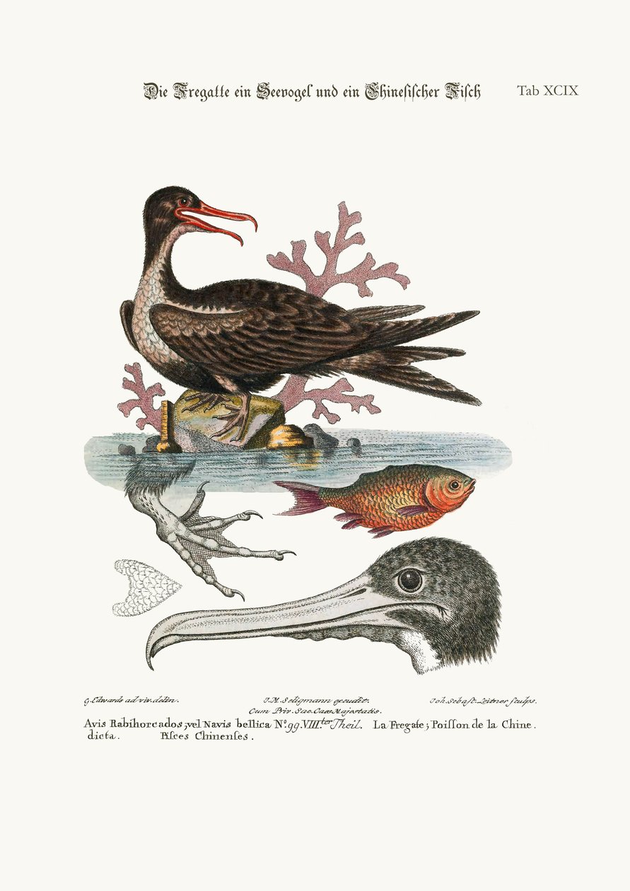 戦争の鳥、中国の魚、1749-73 作： ジョージ・エドワーズ