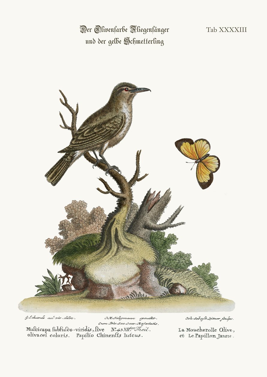 オリーブ色のヒタキと黄色い蝶、1749-73 作： ジョージ・エドワーズ
