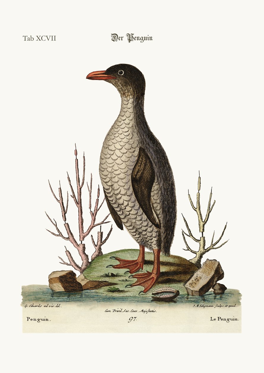 ペンギン、1749-73 作： ジョージ・エドワーズ