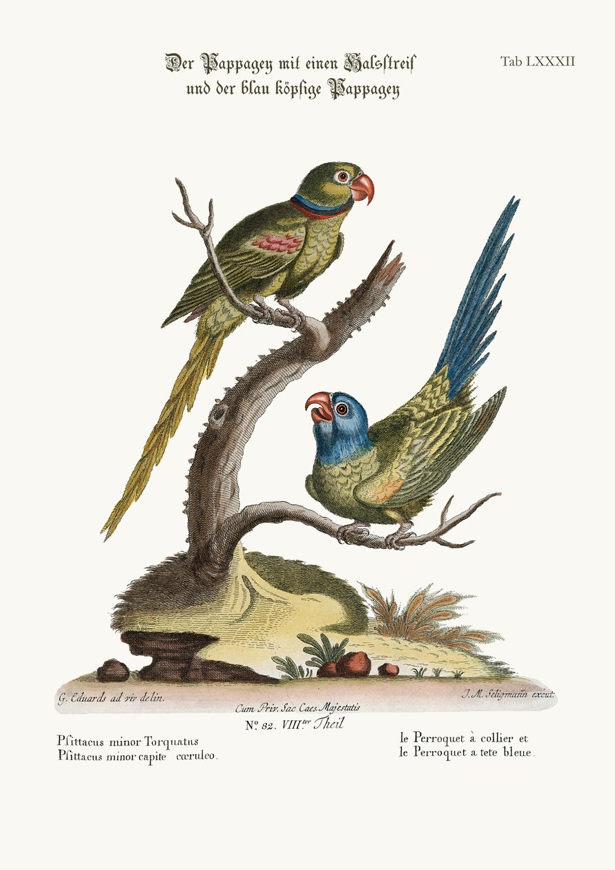 リングパラキートと青い頭のパラキート、1749-73 作： ジョージ・エドワーズ