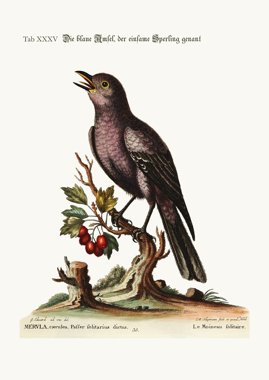 孤独なスズメ、1749-73 作： ジョージ・エドワーズ