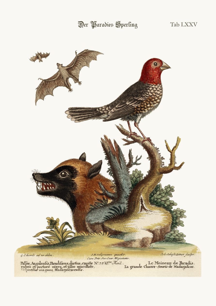 パラダイスのスズメ。マダガスカルの大バット、1749-73 作： ジョージ・エドワーズ
