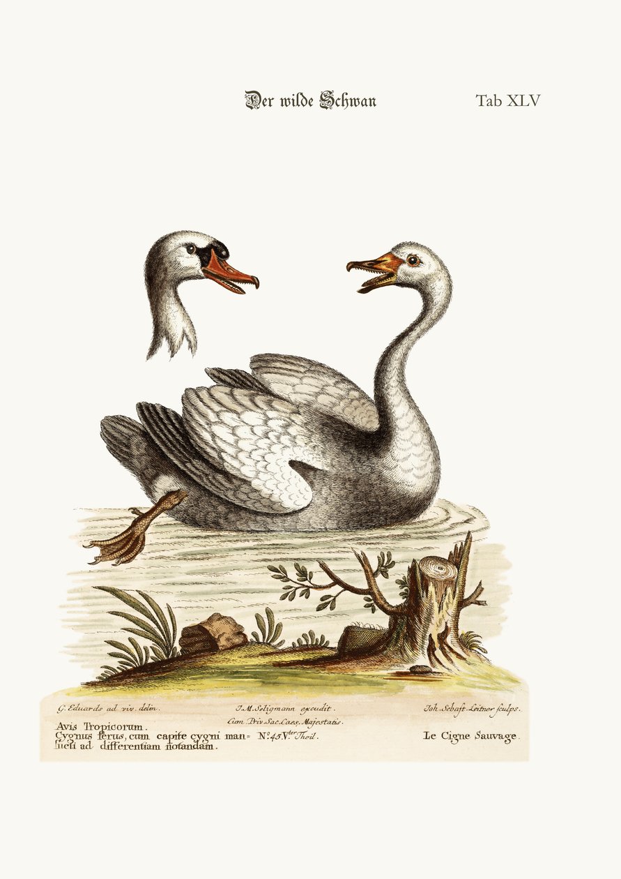 野生の白鳥、1749-73 作： ジョージ・エドワーズ