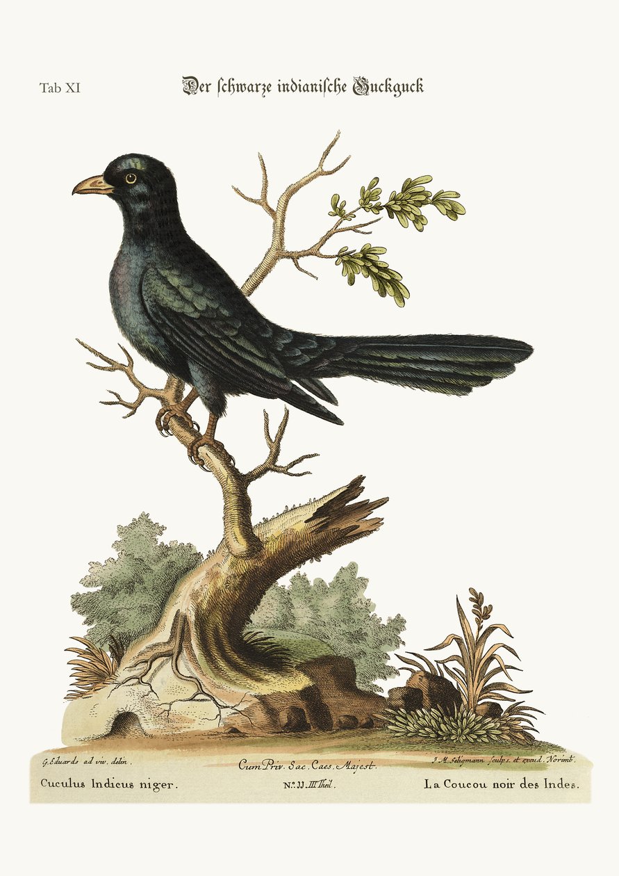 黒のインディアンカッコウ、1749-73 作： ジョージ・エドワーズ