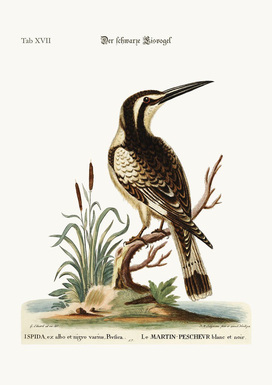 黒と白のカワセミ、1749-73 作： ジョージ・エドワーズ