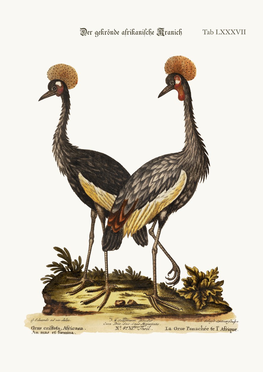戴冠したアフリカのツル、1749-73 作： ジョージ・エドワーズ