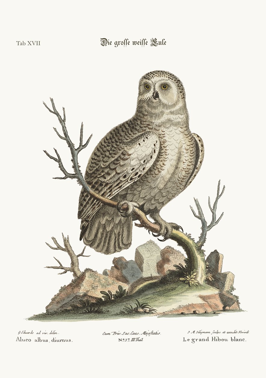 偉大な白いフクロウ、1749-73 作： ジョージ・エドワーズ