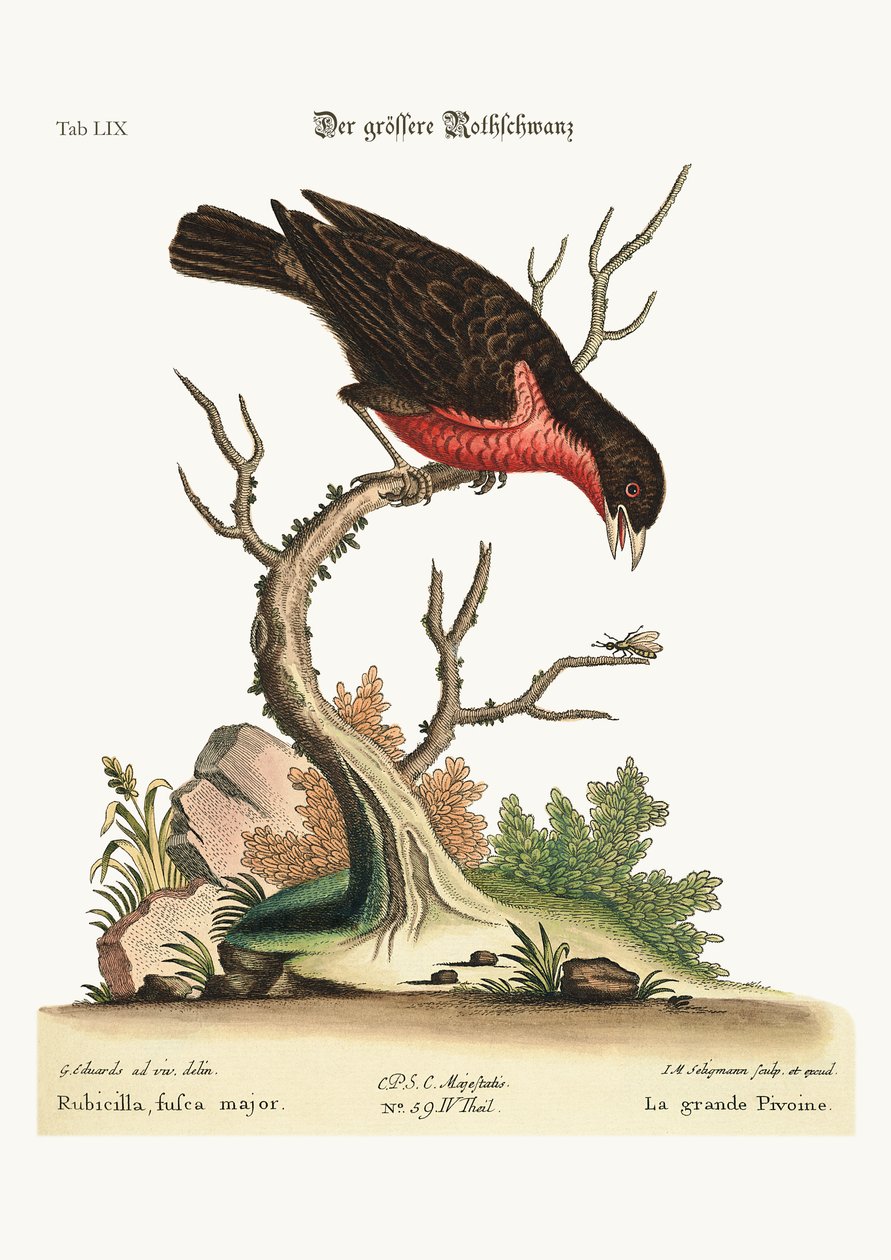 大きいウソ、1749-73 作： ジョージ・エドワーズ
