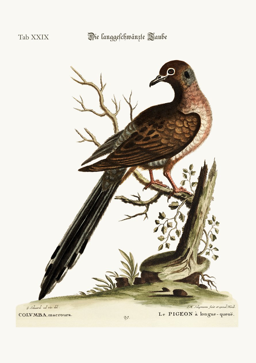長い尾を持つ鳩、1749-73 作： ジョージ・エドワーズ