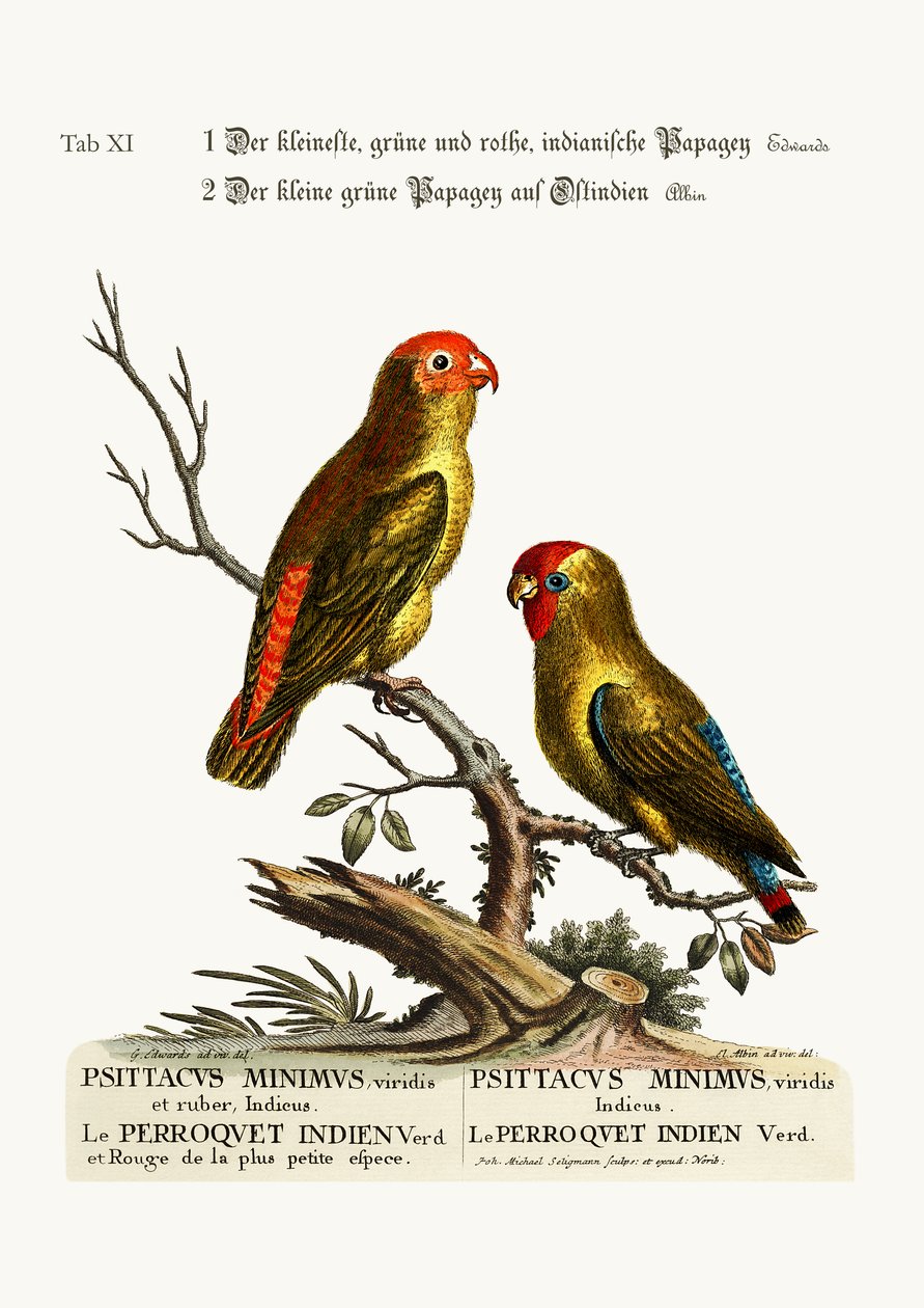 最小の緑と赤のインディアンのパロケ。東インドの小さな緑のオウム、1749-73 作： ジョージ・エドワーズ