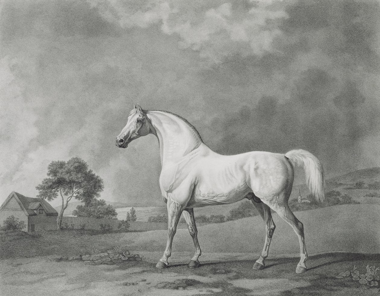 マンブリノ、ジョージタウンリースタッブス（1756-1815）パブによって刻まれました。 1794 作： ジョージ・スタッブス