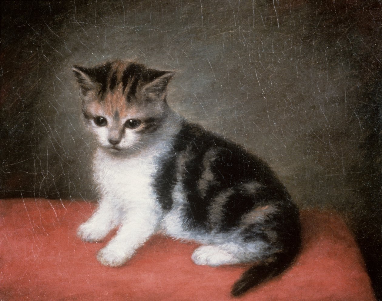 ミスアンホワイトの子猫、1790 作： ジョージ・スタッブス