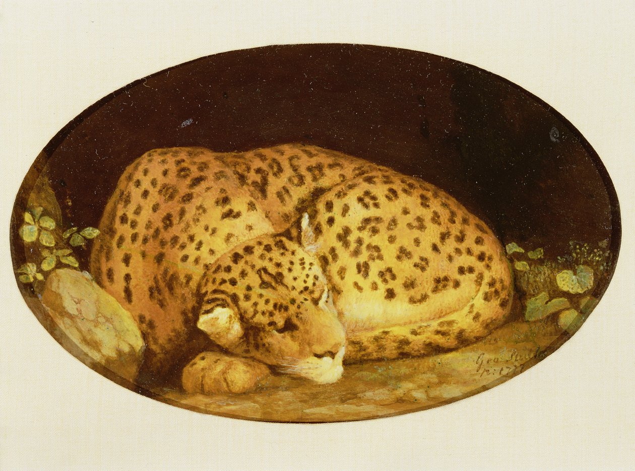 Sleeping Leopard、1777（ウェッジウッドビスケット陶器のエナメル） 作： ジョージ・スタッブス