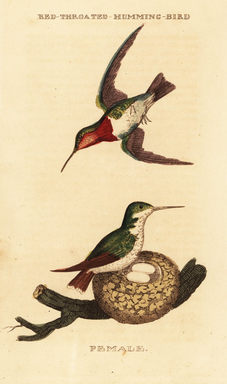 Ruby-throated hummingbird, Archilochus colubris 作： ジョージ（後）エドワーズ