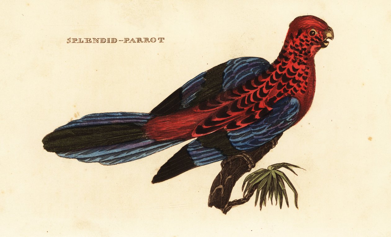 クリムゾン・ロゼラ、Platycercus elegans 作： ジョージ（後）ショー