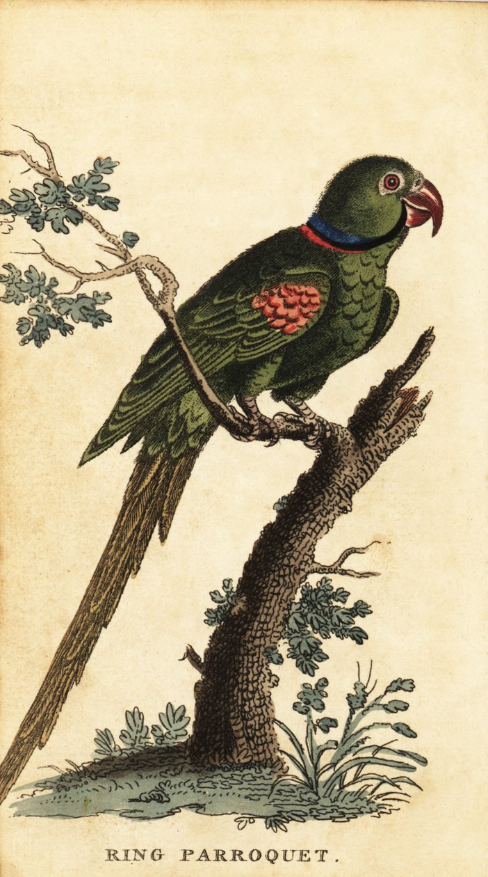アレキサンドリン インコ、Psittacula eupatria、1800 年 (彫刻) 作： ジョージ・エドワーズ