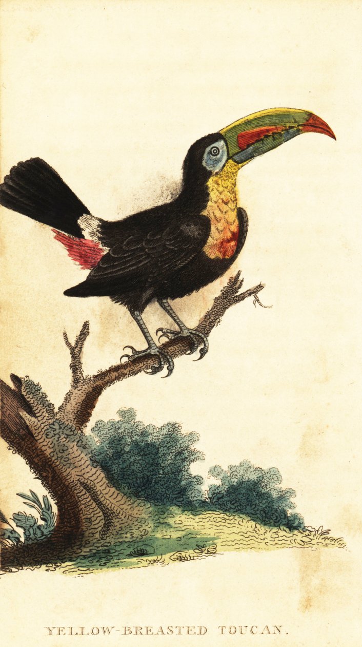 キールハシビロオオハシ、Ramphastosulfuratus。 ,1800年（刻印） 作： ジョージ・エドワーズ