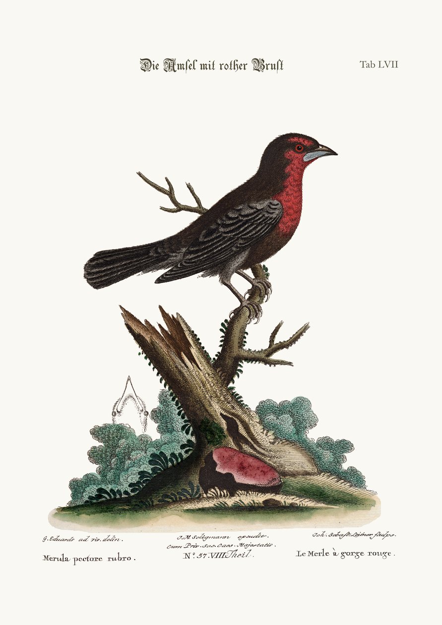 赤胸の黒鳥、1749-73 作： ジョージ・エドワーズ